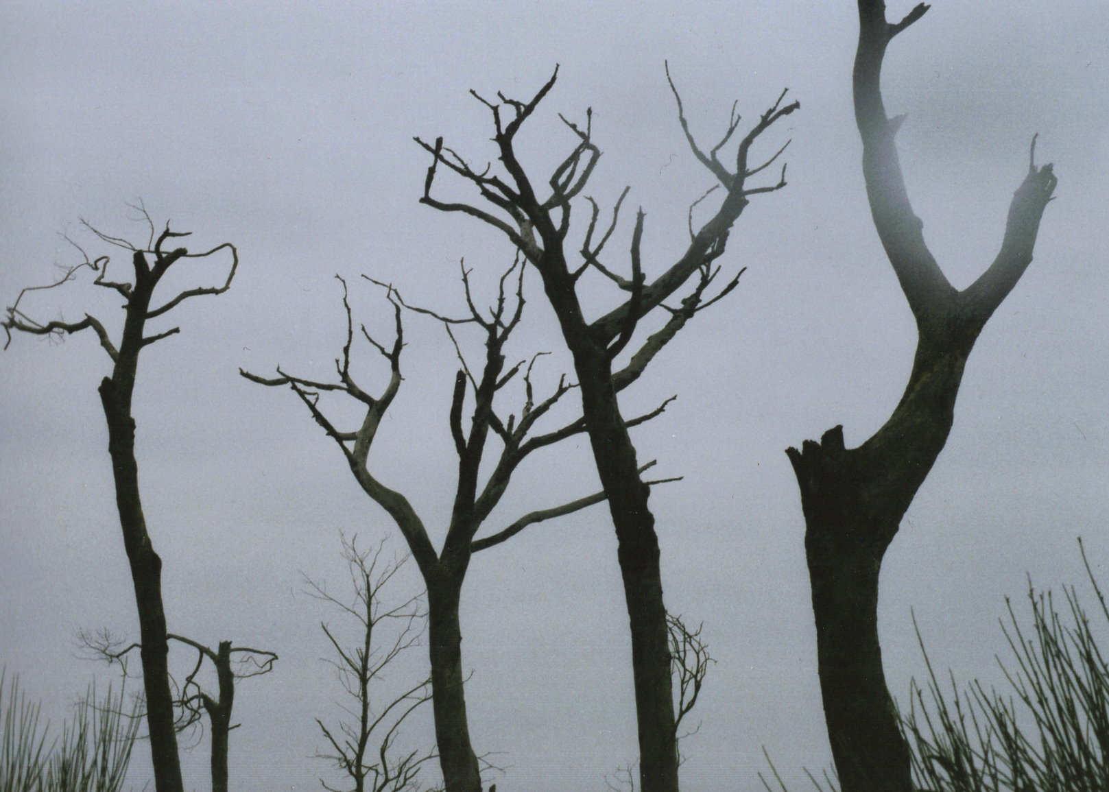 facciamo un giro in pineta?